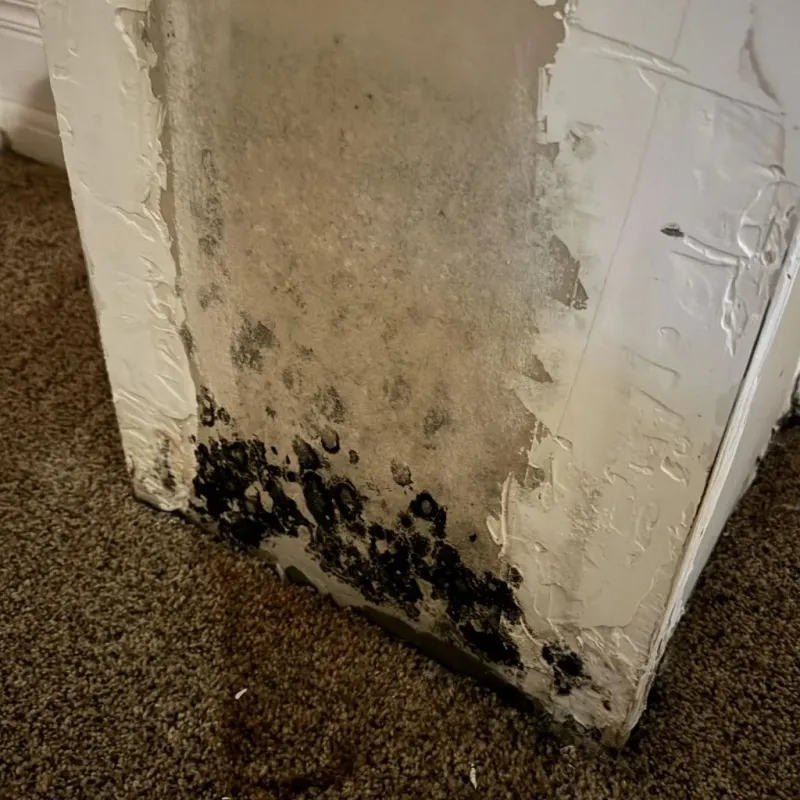 Professional Mold Removal in Tecumseh, OK